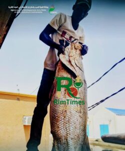 🐟 سمكة نيلية ضخمة تُصطاد من بحيرة فم لكليته.. وتجدد الحديث عن ثروة الصيد القاري في موريتانيا